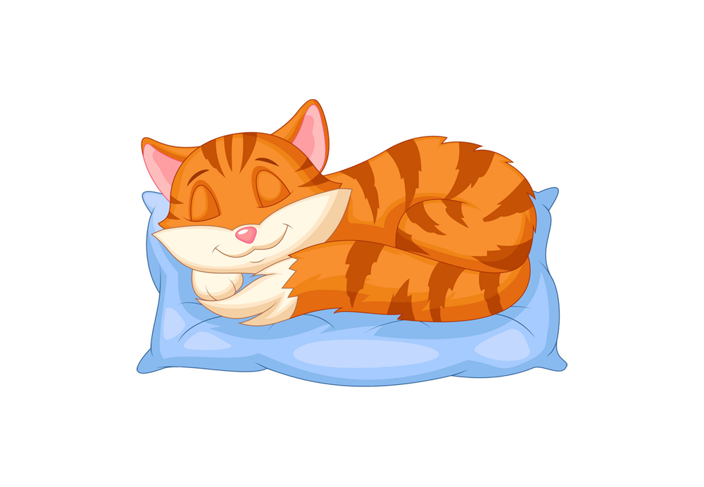 جای خواب گربه